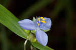 Spiderwort